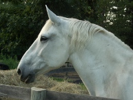 Trixie