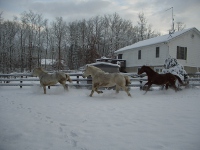 Horses running around the pasture